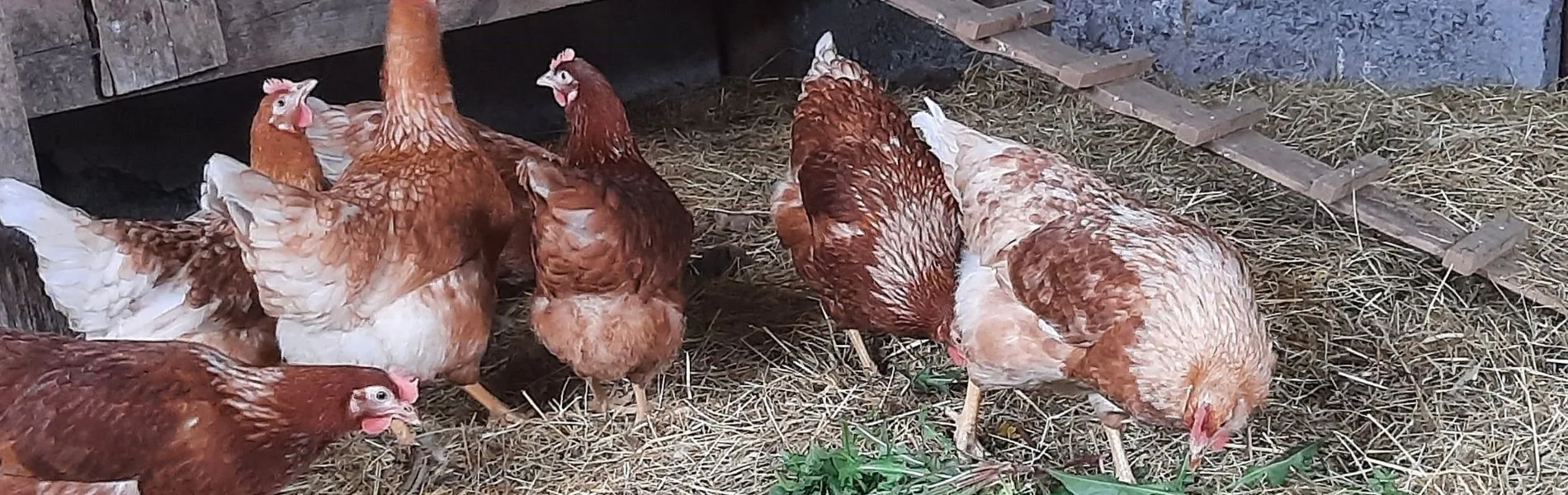 Tuukkalan tilan eläimet